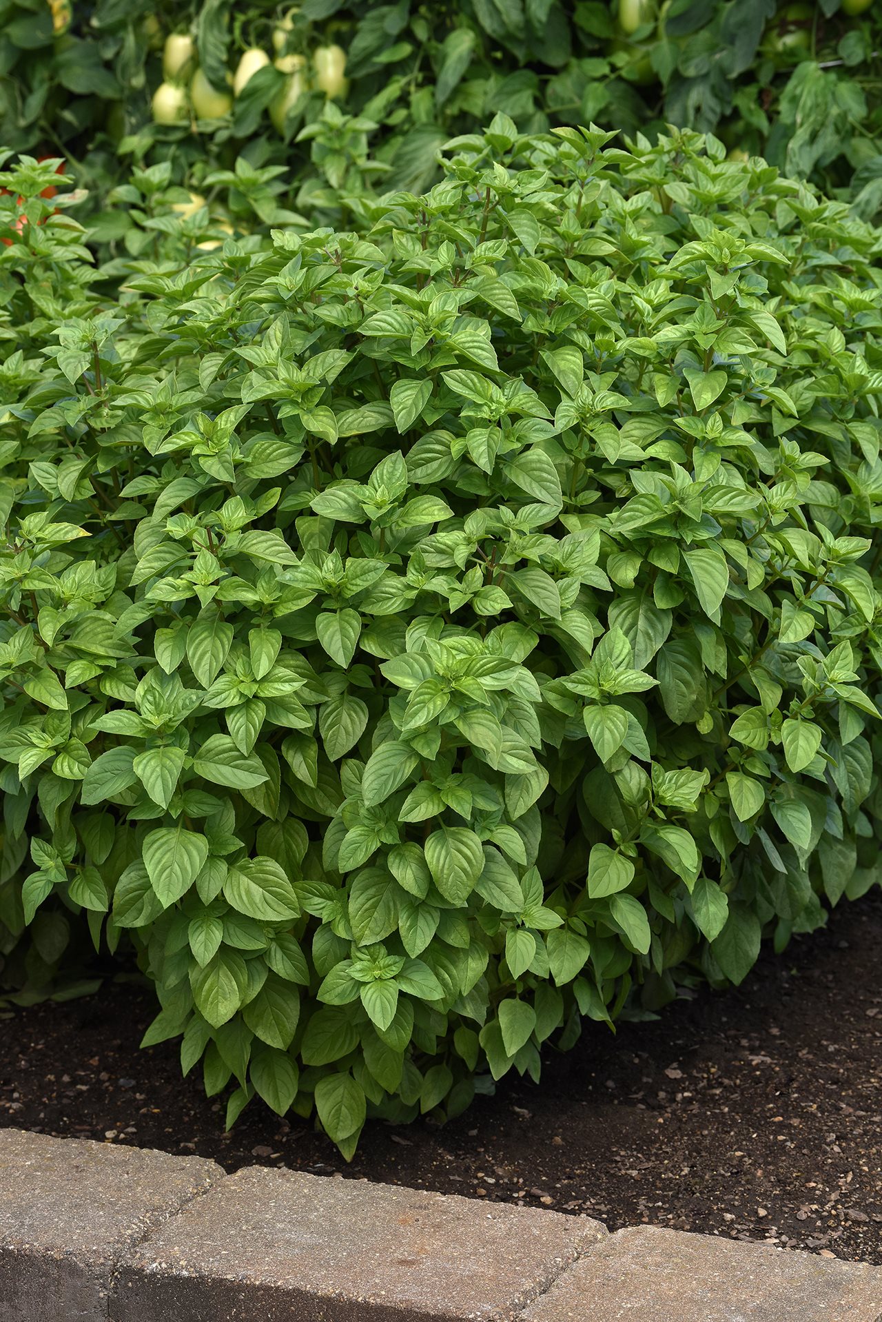 PanAmerican Basil Everleaf planted in a garden.