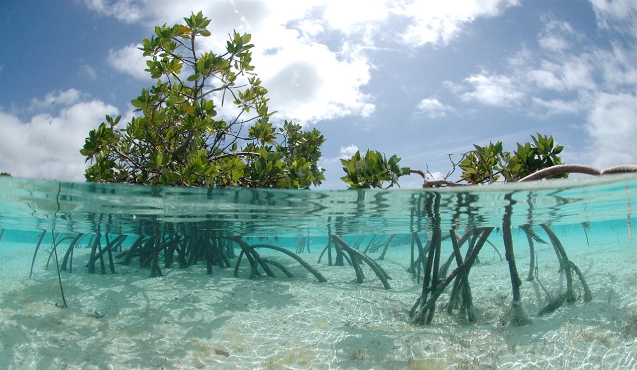 Tree roots under growing under water.