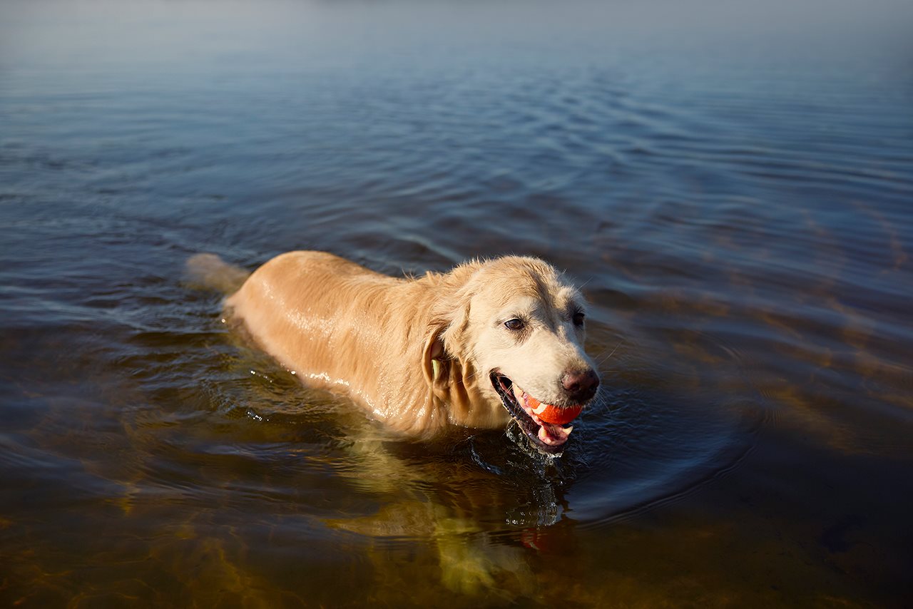 Labrador mix fetching a ball in the lake