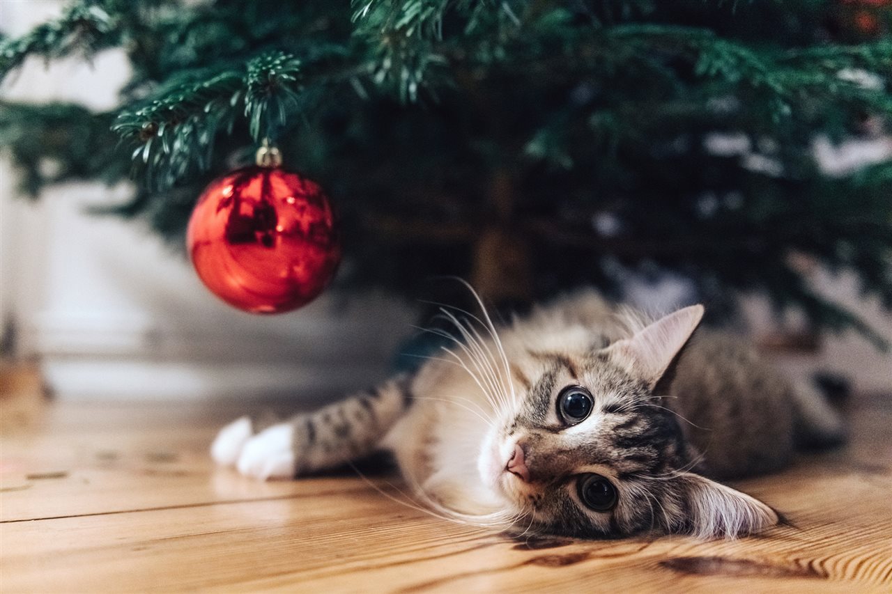 Adorbable kitty laying under a christmas tree with an shiny red ornament hanging off a low branch.