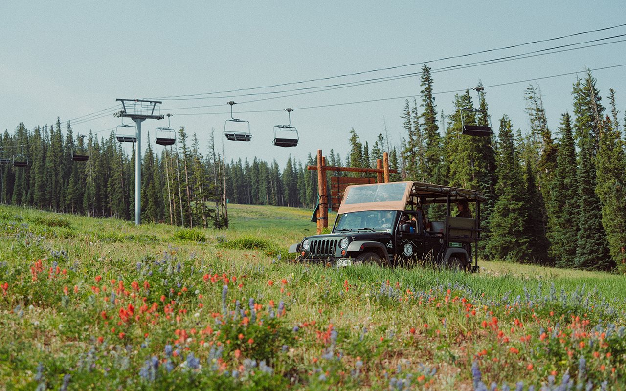 Wildflowers flourish across the mountain tops at Beaver Creek Ski resort in the summer time.