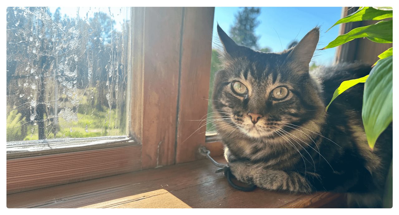 Cat enjoying indoor air conditioning while looking out the window. Rover suggests keeping your pet cool in on a hot summer day.