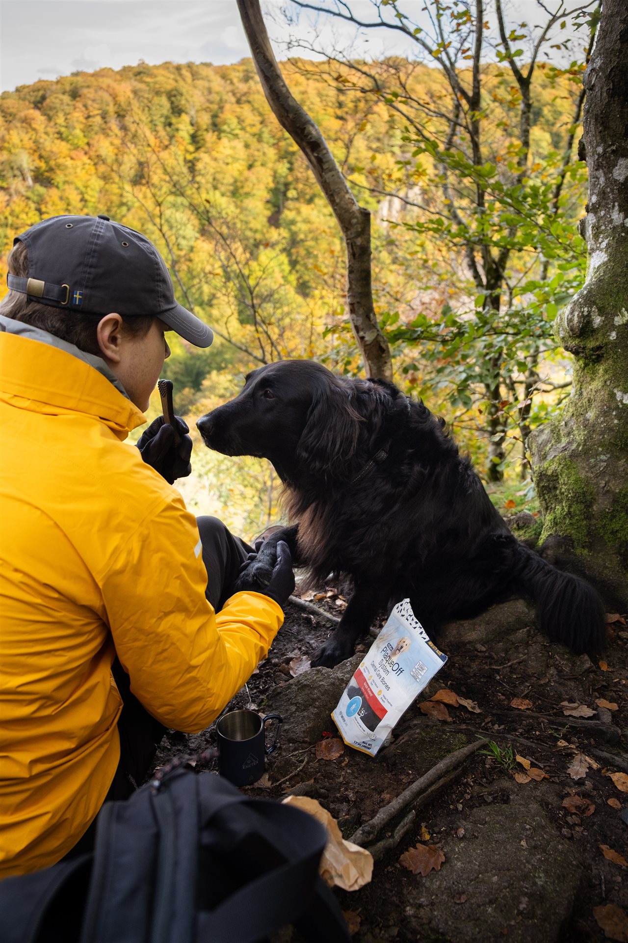 Pet parent feeding black lab a plack-off bone while walking in the woods.
