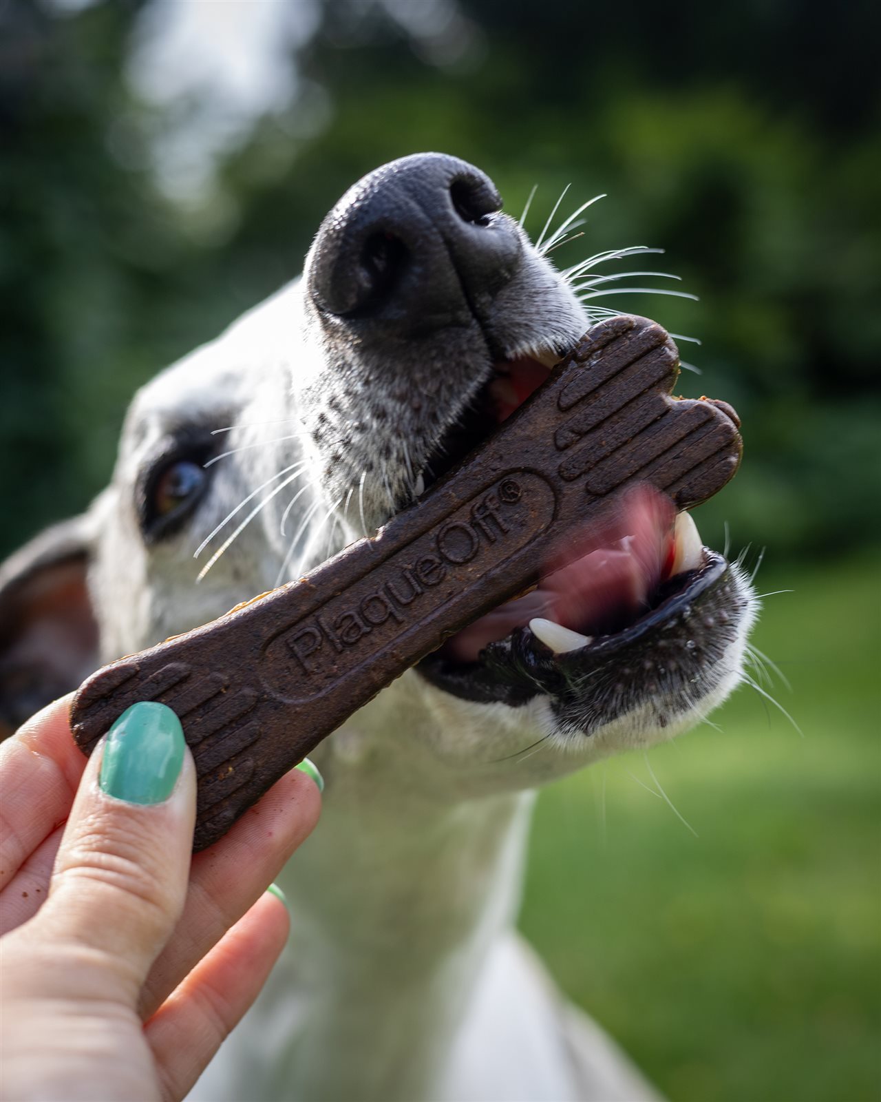 Close up of a happy dog with a plack-of bone in his mouth.